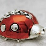 Coccinella Ali Aperte